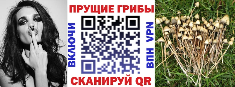 Псилоцибиновые грибы MAGIC MUSHROOMS  закладка  Балабаново 